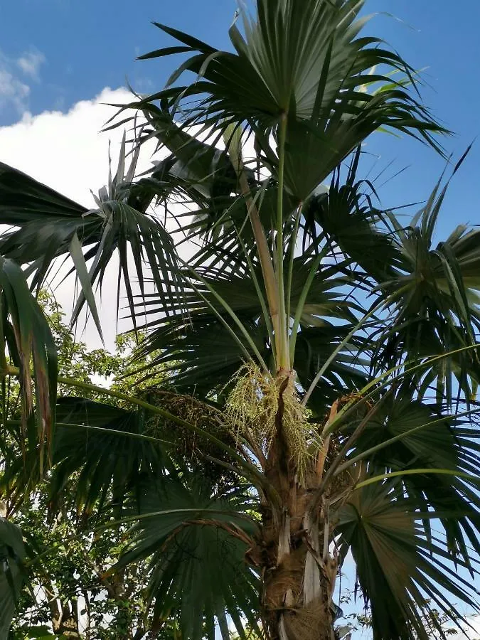 Holiday home La Citronnelle Villa Sainte-Anne